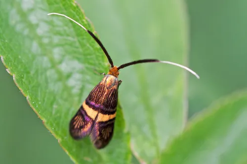 Adela croesella