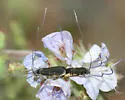 Adela punctiferella - Hodges#0219 - photo 2
