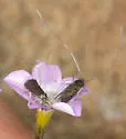Adela punctiferella - Hodges#0219 - photo 4