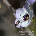 Adela punctiferella - Hodges#0219 - photo 5