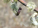 Adela purpurea - Hodges#0229 - photo 4