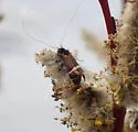 Adela purpurea - Hodges#0229 - photo 5