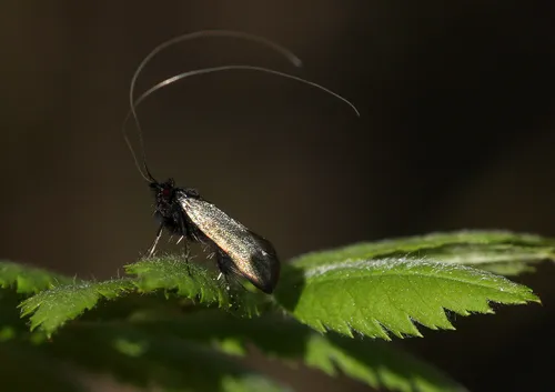 Adela reaumurella