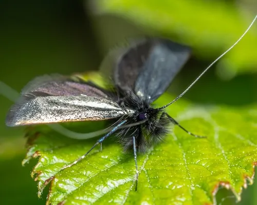 Adela reaumurella - photo 5