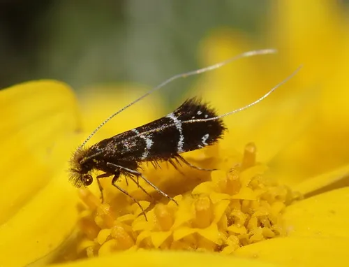 Ocean Spray Fairy Moth
