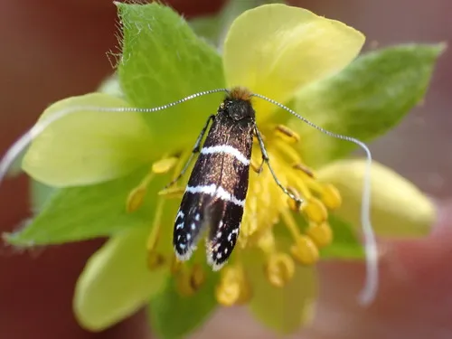 Ocean Spray Fairy Moth - photo 5