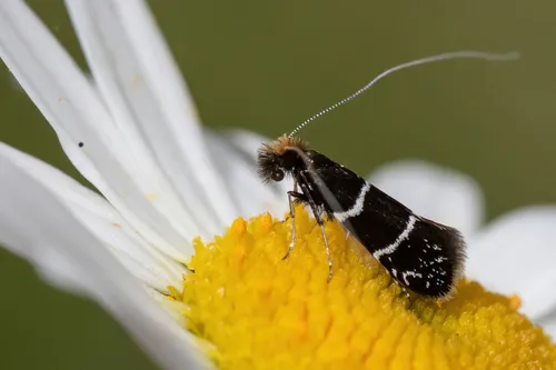 Ocean Spray Fairy Moth - photo 6