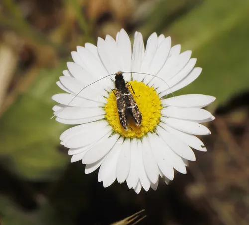 Ocean Spray Fairy Moth - photo 7