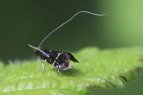 Ocean Spray Fairy Moth - photo 8