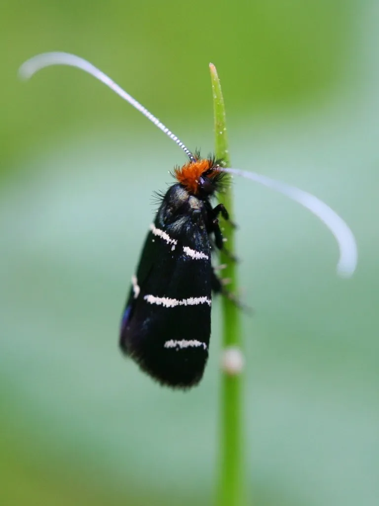 Three-striped Longhorn - photo 2