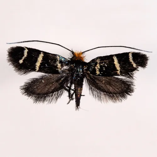 Three-striped Longhorn - photo 6