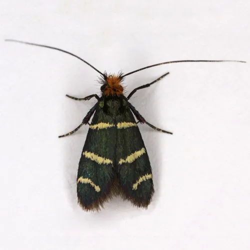 Three-striped Longhorn - photo 7