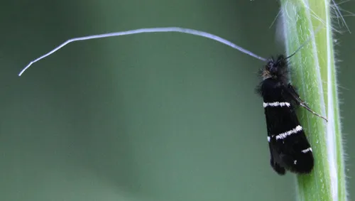 Three-striped Longhorn - photo 8