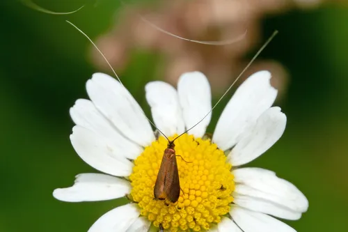 Adela violella