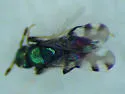 Adelencyrtus intersectus