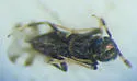 Adelencyrtus intersectus - photo 2