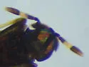 Adelencyrtus intersectus - photo 3