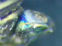 Adelencyrtus intersectus - photo 4