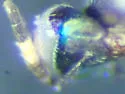Adelencyrtus intersectus - photo 5