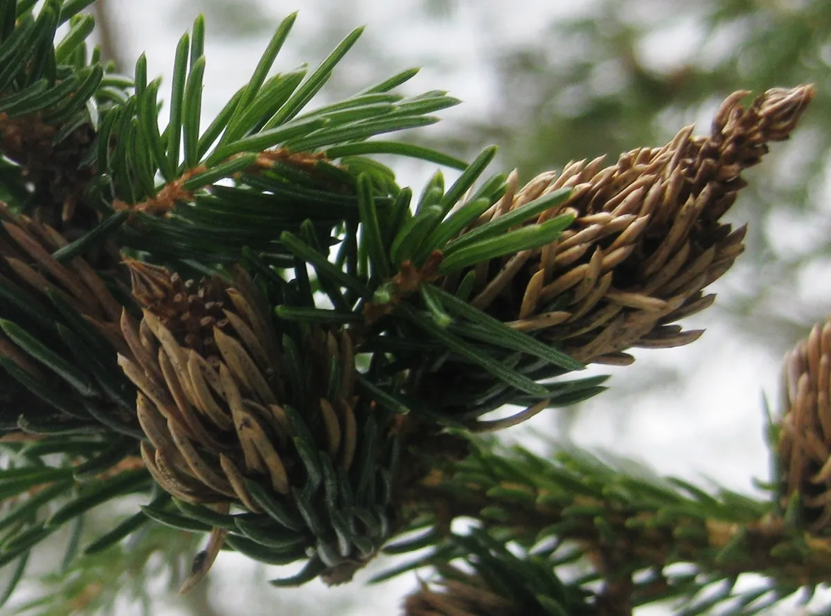 Eastern Spruce Gall Adelgid - photo 3