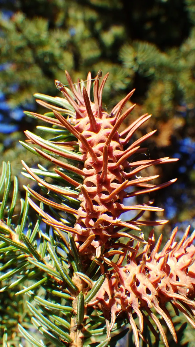 Cooley Spruce Gall Adelgid