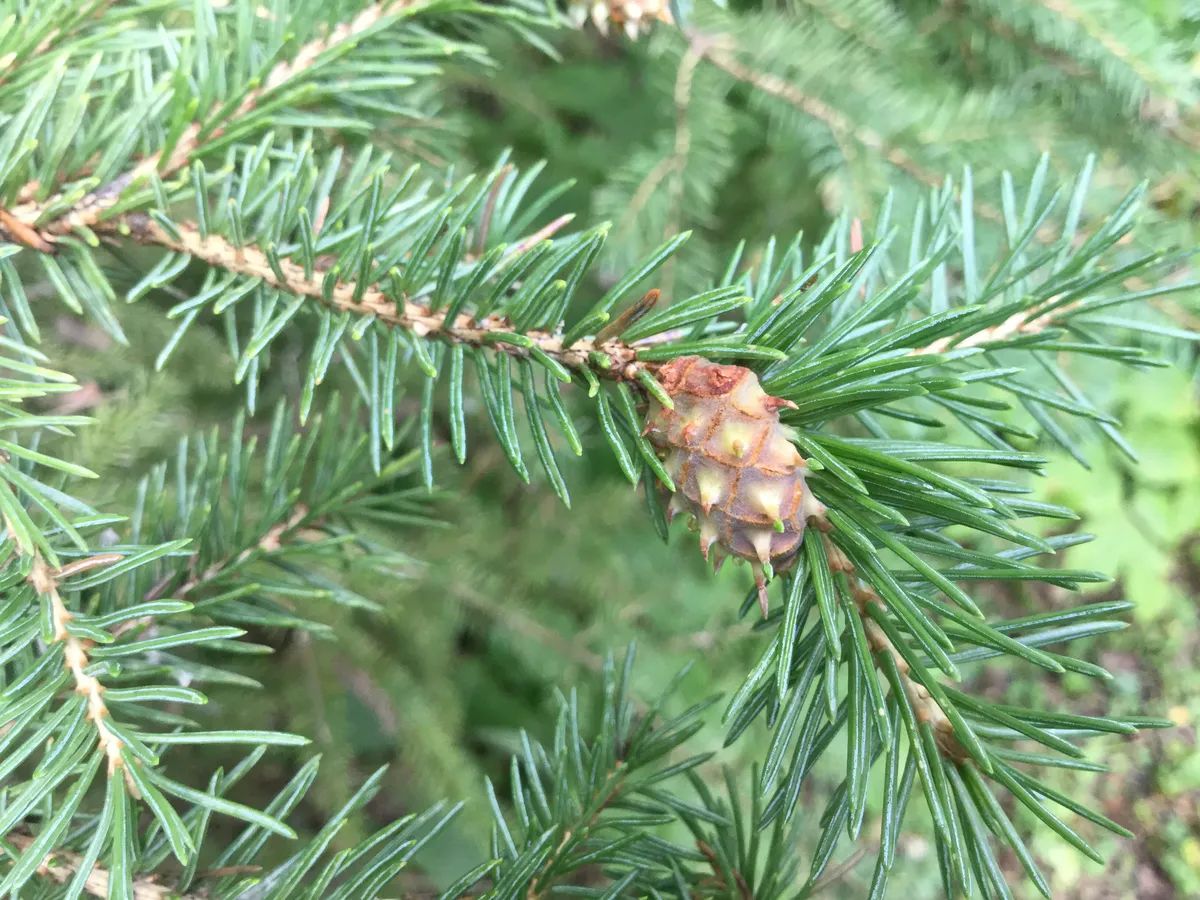 Larch Cone Adelgid - photo 2