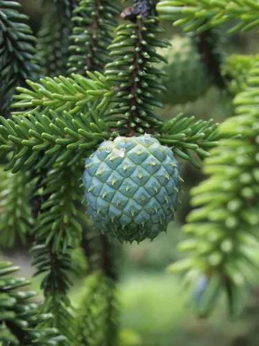Fir Adelgid