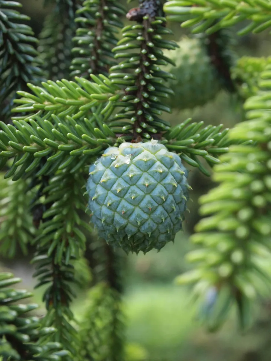 Fir Adelgid - photo 3