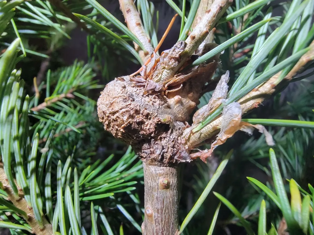 Balsam Woolly Adelgid