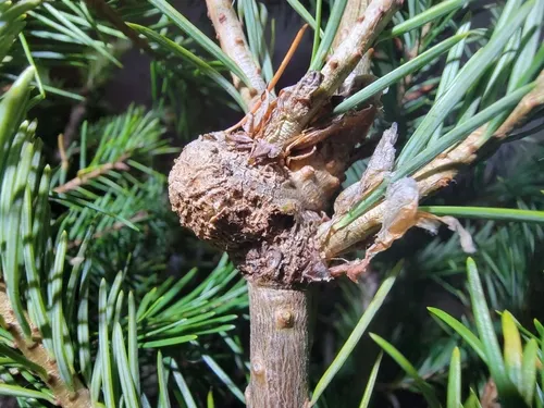 Balsam Woolly Adelgid - photo 2