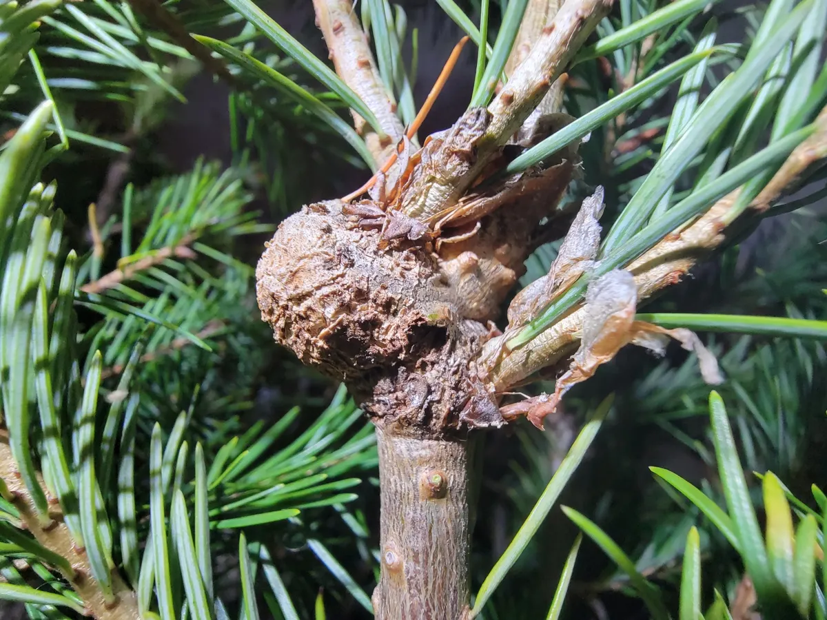 Balsam Woolly Adelgid - photo 3