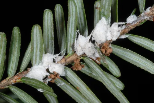 Hemlock Woolly Adelgid - photo 2