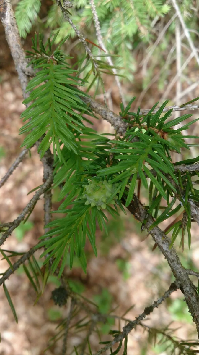 Green Spruce Gall Adelgid - photo 3