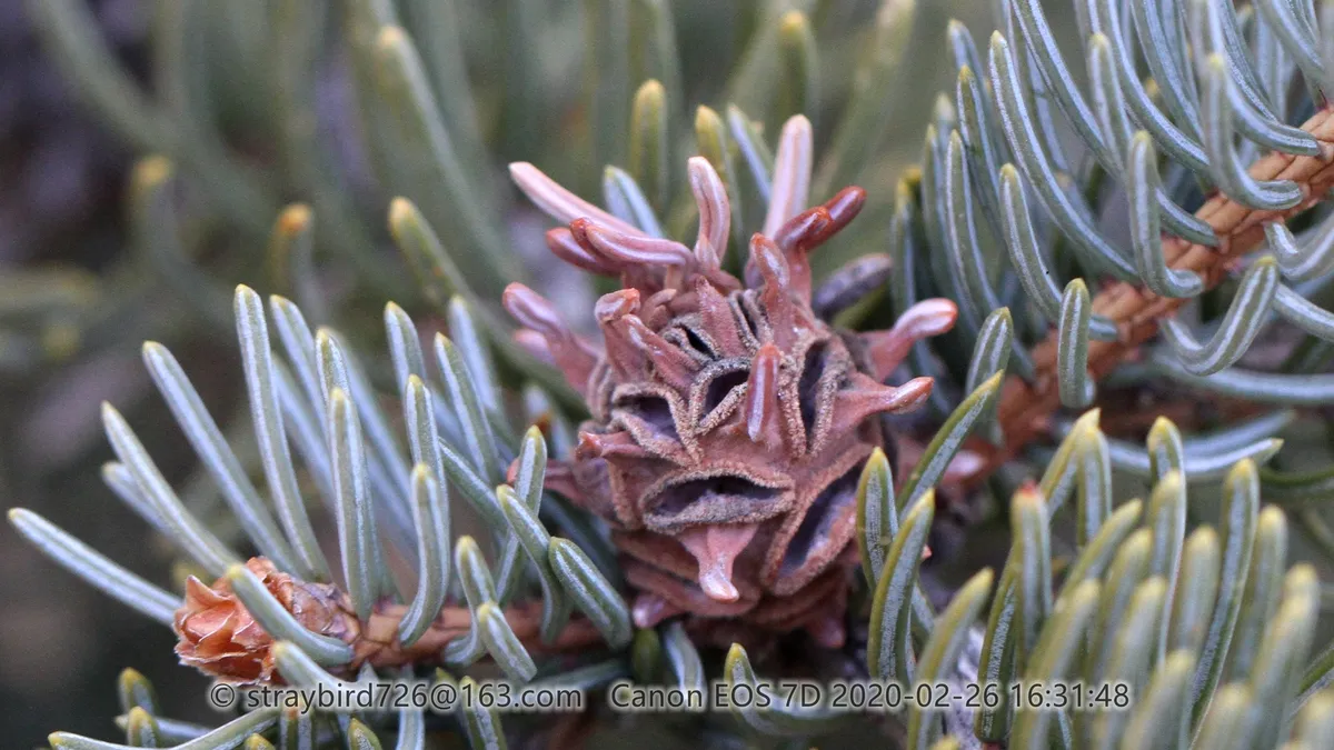 Adelges viridulus - photo 3