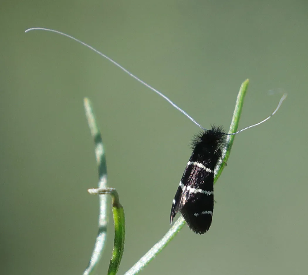 Fairy Moths - photo 2