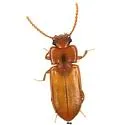 Adelina bidens