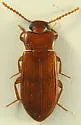 Adelina bidens - photo 4