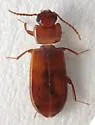 Adelina bifurcata