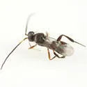 Adelius coloradensis - photo 3