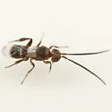 Adelius floridensis - photo 2