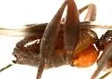 Adelius floridensis - photo 3
