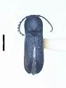 Adelothyreus barrae