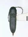Adelothyreus dejeani