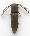 Adelothyreus dejeani - photo 2