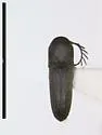 Adelothyreus downiei