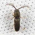 Adelothyreus downiei - photo 2