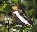 Spot-celled Sister - Hodges#4527.3 - photo 2