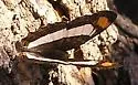 Spot-celled Sister - Hodges#4527.3 - photo 3