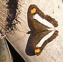 Spot-celled Sister - Hodges#4527.3 - photo 4