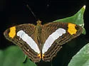 Spot-celled Sister - Hodges#4527.3 - photo 5